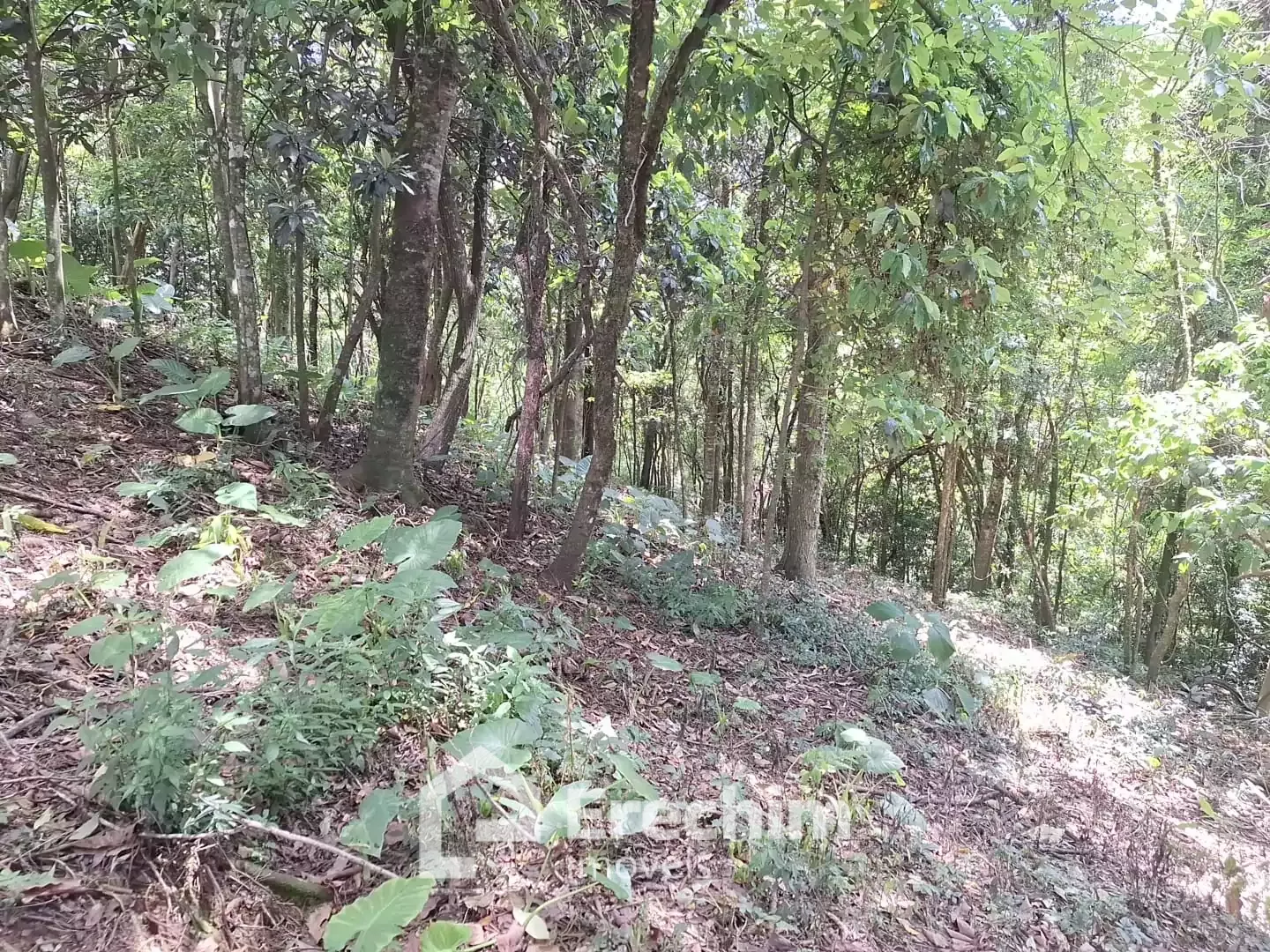 Imóvel 4630